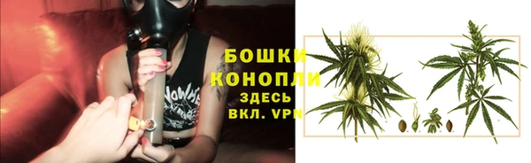 прущие грибы Медвежьегорск