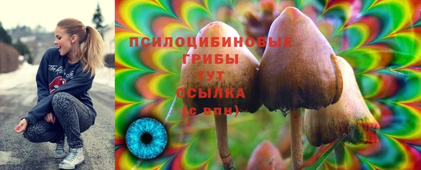 прущие грибы Медвежьегорск