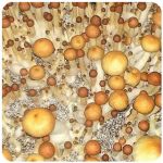 Псилоцибиновые (галлюциногенные)  грибы Psilocybin "Golden Teacher" в Кызыле