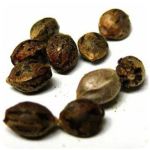 Семена марихуаны АК-47  (Seeds AK-47) в Кызыле